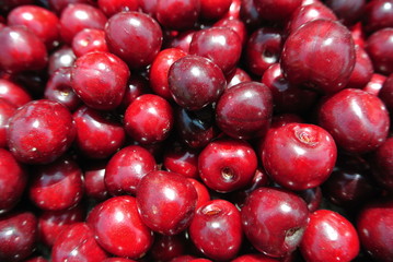 Closeup of a pile of ripe red cherries. Concept of organic farming; fresh, natural, unprocessed fruit: clean eating; paleo diet.