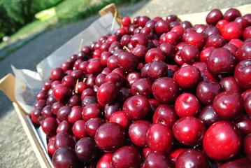Freshly picked ripe red cherries in a wooden crate, in an orchard, on a sunny day. Concept of organic farming; fresh, natural, healthy, unprocessed fruit. Tilted view.