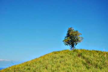 Single bamboo plant on top of a hill  blue sky as background - i