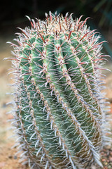 The Cactus