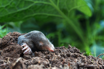 European Mole (Talpa europaea) in the garden - obrazy, fototapety, plakaty