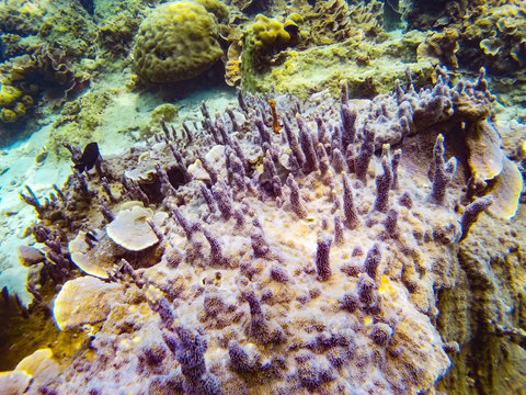 beautiful coral undersea