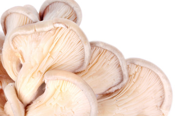 Oyster mushrooms