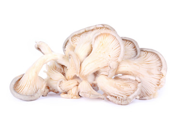 Oyster mushrooms on white