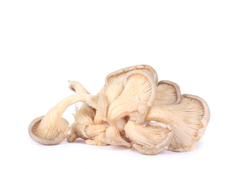 Isolated oyster mushrooms