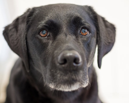 Black Labrador dog paying close attention to its owner