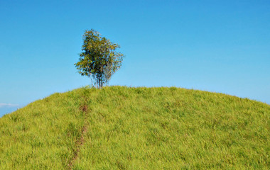 Single bamboo plant on top of a hill  blue sky as background - i