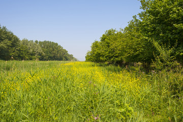Footpath through nature in summer