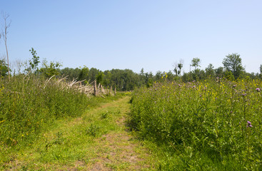 Footpath through nature in summer