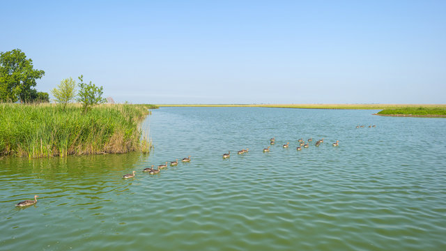 Geese swimming along the shore of a lake in summer