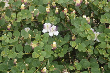 capperi in fioritura