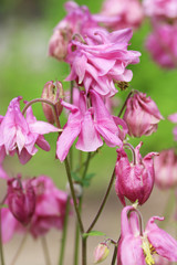Obraz premium Beautiful spring flowers outdoors