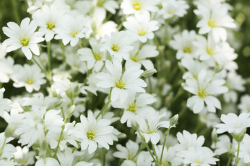 Beautiful spring flowers outdoors