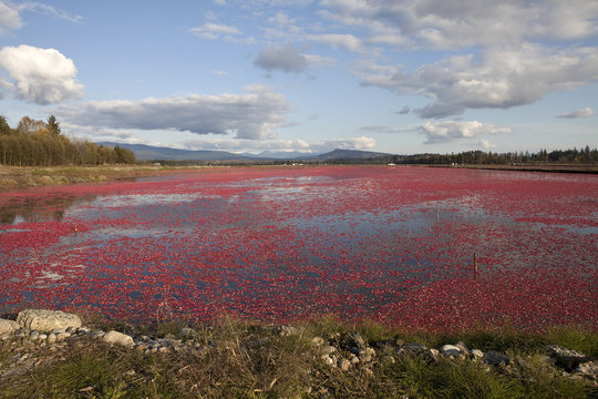 Flooded cranberry field in British Columbia Canada.