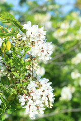 Spring flowering branch outdoors