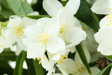 Obraz premium White flowers of jasmine background