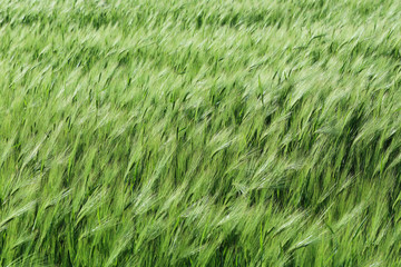 Green wheat field, outdoors