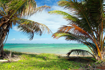 Fototapeta premium Beautiful palms on caribbean beach