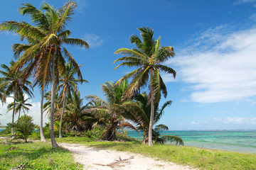 Naklejka na ściany i meble Coconut palms on caribben beach