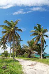 Plakat Caribbean path
