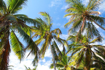 Obraz premium Palms on tropical sky background