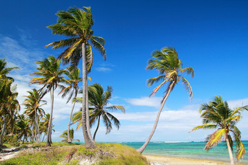 Fototapeta na wymiar Palms on tropical beach