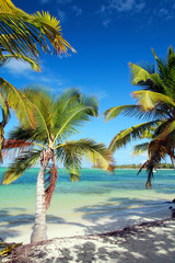 Fototapeta na wymiar Palms on caribbean sea beach