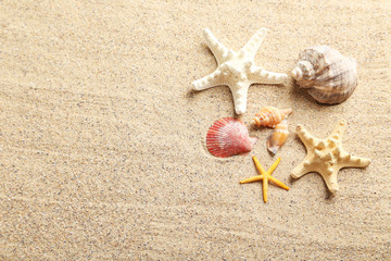 Fototapeta na wymiar Sea shells on a beach sand