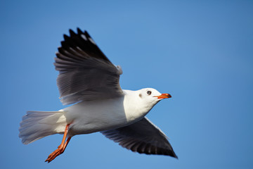 Seagull Flying at gulf of Thailand