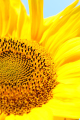 Sunflower, closeup