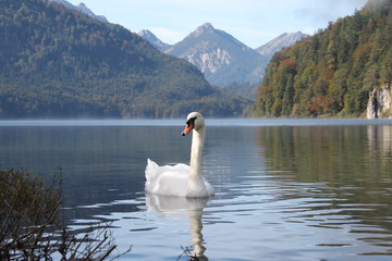 Bavarian alps in Germany / Hohenschwangau lake with bavarian alps in Germany