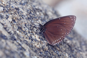 Butterfly on a rock close-up