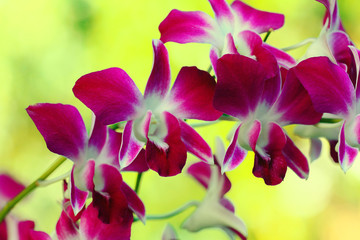 red maroon flowers orchid macro green background