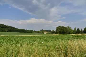 Champs de maïs dans le Périgord Vert à Champagne