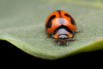 Ladybug on green leaf