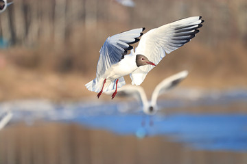 Seagull water spring snows spring