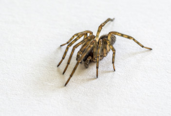 Tiny House Spider
