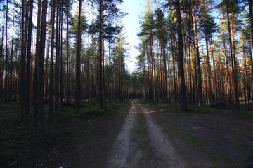 forest landscape in summer europe pine