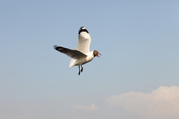 Seagull Flying at gulf of Thailand