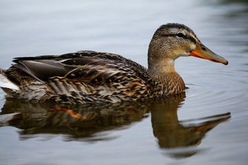 landscape wildlife duck drakes