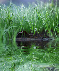 macro rye grass web