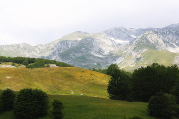 Fototapeta na wymiar forest landscape in summer europe pine
