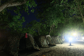 landscape wildlife Indian summer forest