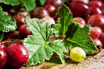 Fresh berries of red and green gooseberries with leaves on the o