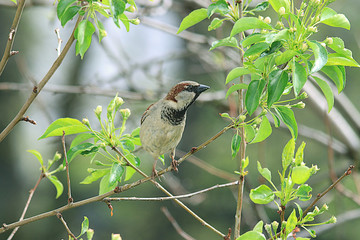 Sparrow on a branch close-up