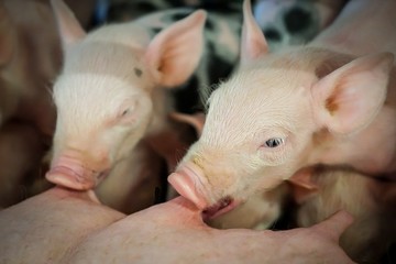 Ferkelaufzucht - Ferkel saugen Milch am Euter einer Sau