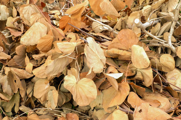 Brown dry the leaves background