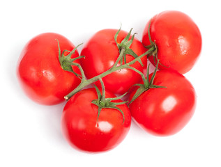 Branch of tomatoes