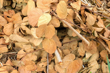 Brown dry the leaves background
