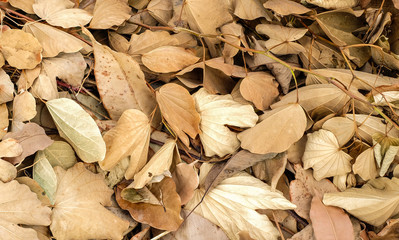 Brown dry the leaves background